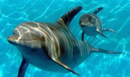 海豚是保護動(dòng)物,海豚是國家一級保護動(dòng)物嗎?圖3