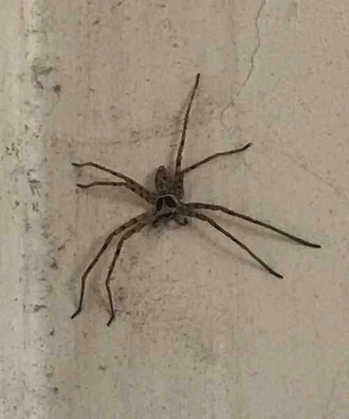 這是什么蟲(chóng)子拍照搜索