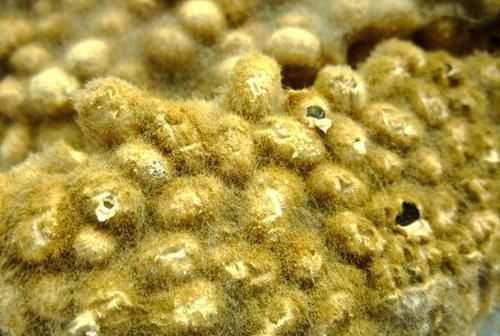 黃豆醬捂霉長(cháng)出白色的毛正常嗎