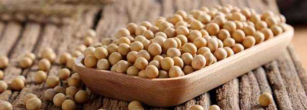 黃豆發(fā)酵長(cháng)白毛是發(fā)好了,黃豆醬捂霉長(cháng)出白色的毛正常嗎圖3