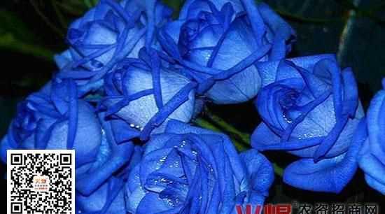 藍色、紫色、白色、綠色代表什么意思啊