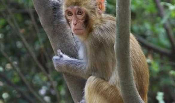 猴子是用什么來(lái)辨味,猴子是用什么來(lái)辨味道的圖3