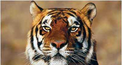 猴子是用什么來(lái)辨味,猴子是用什么來(lái)辨味道的圖4