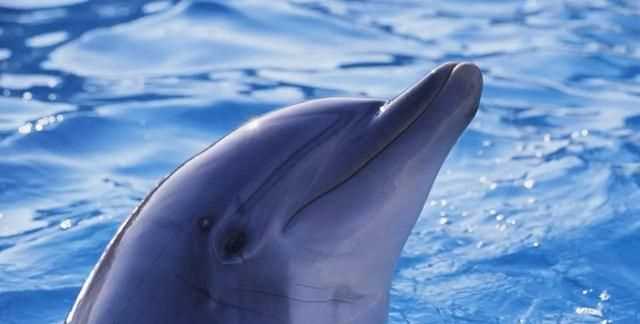 海豚是幾級保護動(dòng)物