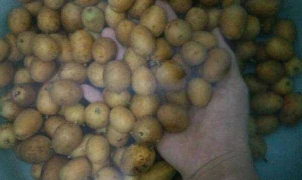 黃皮灑怎樣做,黃皮酒怎樣做圖3