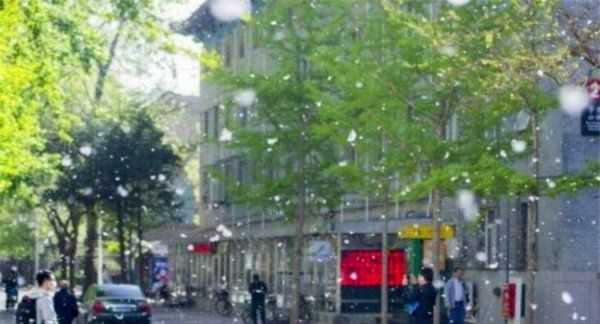 如何清理紗窗上的柳絮,紗窗的柳絮怎么清理圖7