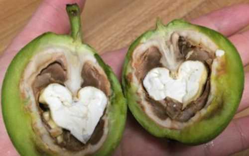 生核桃怎么做簡(jiǎn)單好吃,生核桃怎么吃圖2