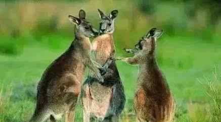 澳大利亞的國寶是什么，澳大利亞，美國，英國。加拿大的國寶動(dòng)物分別是什么？圖1