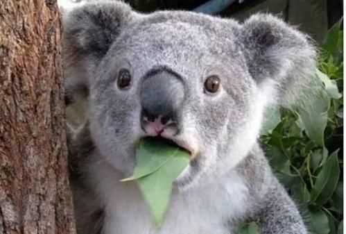 澳大利亞的國寶是什么，澳大利亞，美國，英國。加拿大的國寶動(dòng)物分別是什么？圖2