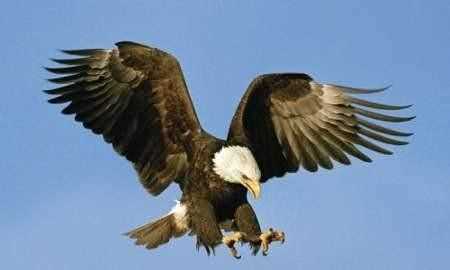 澳大利亞的國寶是什么，澳大利亞，美國，英國。加拿大的國寶動(dòng)物分別是什么？圖3