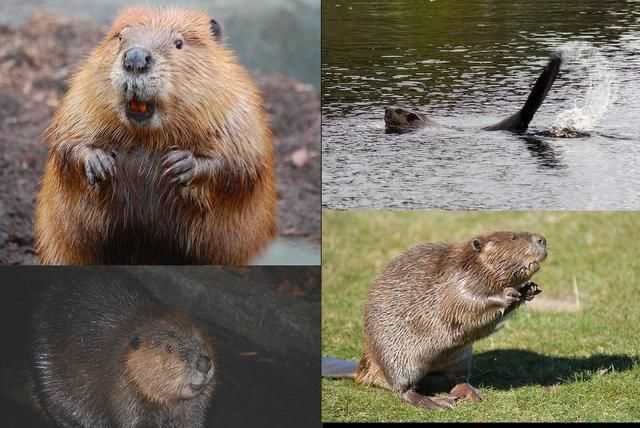 澳大利亞的國寶是什么，澳大利亞，美國，英國。加拿大的國寶動(dòng)物分別是什么？圖5