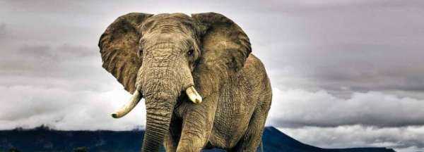 大象在雪地里踩的腳印像什么,動(dòng)物的腳印在雪地里像什么圖片圖2