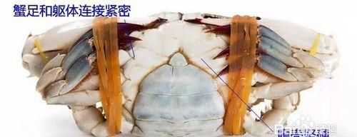 公蟹和母蟹有什么區別
