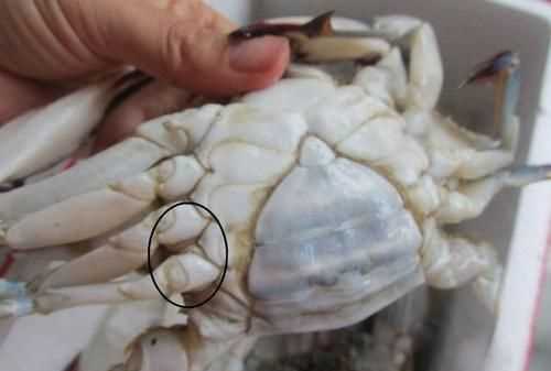 螃蟹公母有什么區別嗎