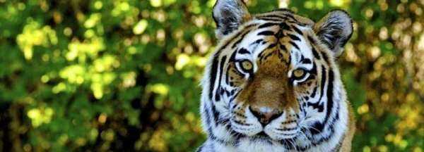 有條有理是什么生肖,十二生肖言之有理的動(dòng)物圖2