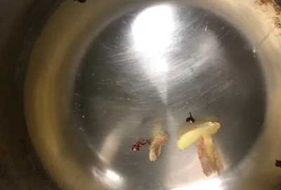 羊肉片怎么炒,炒羊肉的家常做法圖2