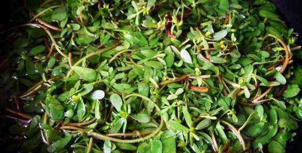 適合做菜團子的蔬菜,菜團子用什么餡最好吃圖2