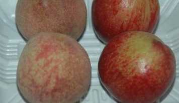 什么可以清除桃子表面的細毛,桃子去毛怎么洗干凈圖6