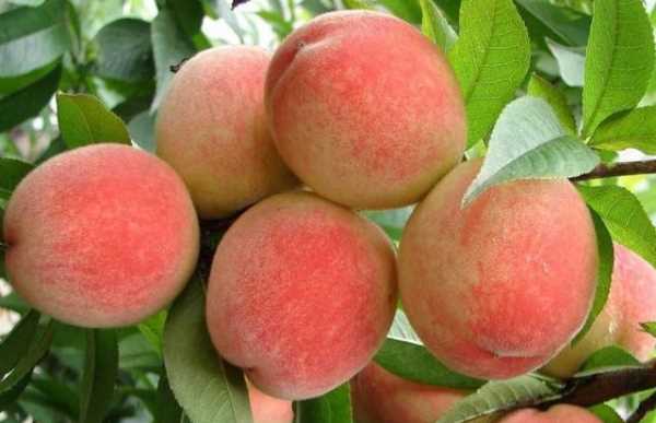 什么可以清除桃子表面的細毛,桃子去毛怎么洗干凈圖15