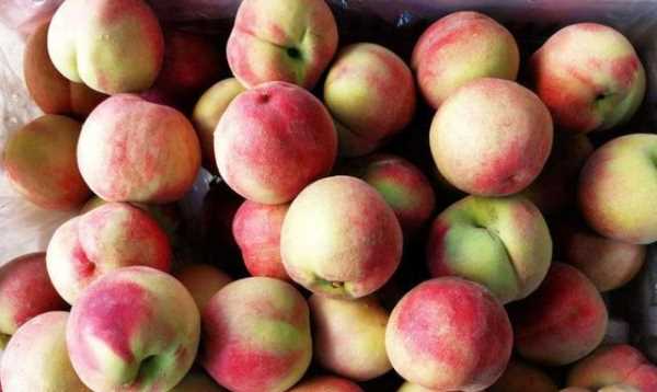 什么可以清除桃子表面的細毛,桃子去毛怎么洗干凈圖17