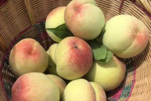 什么可以清除桃子表面的細毛,桃子去毛怎么洗干凈圖18