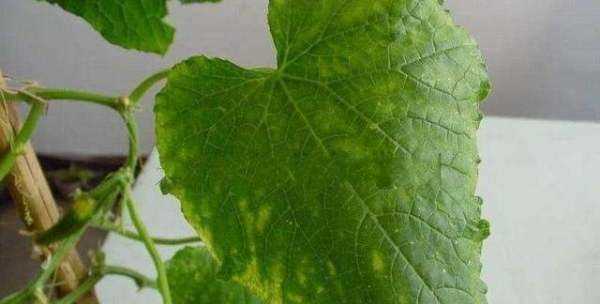 白糖水可以當生根水,糖水能作為生根水泡玫瑰老樁用嗎圖3