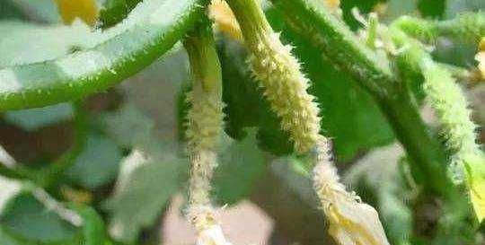 白糖水可以當生根水,糖水能作為生根水泡玫瑰老樁用嗎圖4