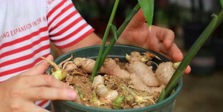 生姜如何長(cháng)期保存方法