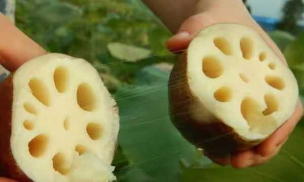 藕有幾個(gè)孔的區別,買(mǎi)藕時(shí)注意什么圖1