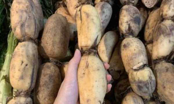 藕有幾個(gè)孔的區別,買(mǎi)藕時(shí)注意什么圖5