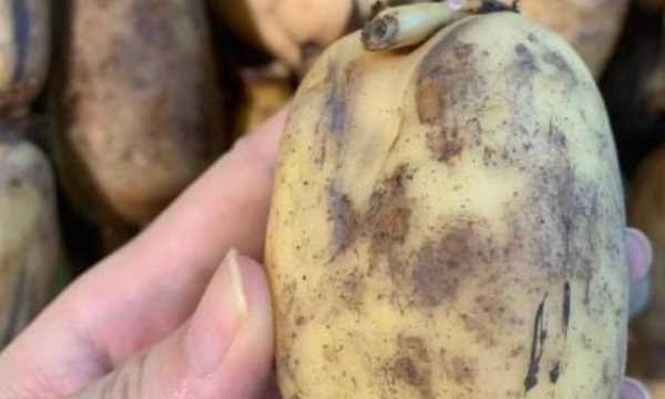 藕有幾個(gè)孔的區別,買(mǎi)藕時(shí)注意什么圖6