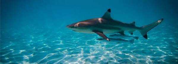 鯊魚(yú)用什么呼吸,鯨魚(yú)和鯊魚(yú)都用鰓呼吸嗎圖1