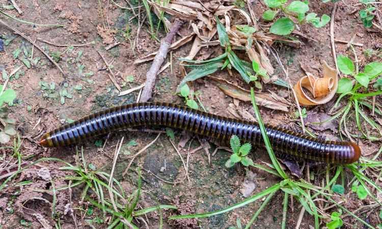 馬陸蟲(chóng)的克星是什么