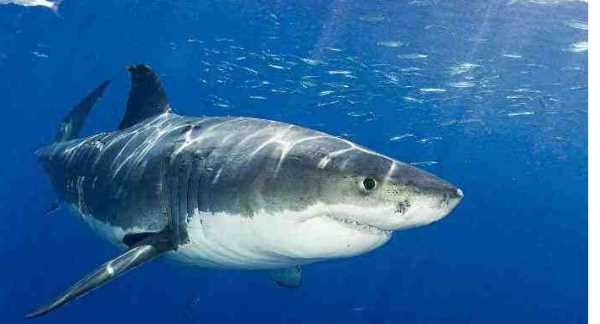 鯊魚(yú)用什么呼吸,鯨魚(yú)和鯊魚(yú)都用鰓呼吸嗎圖2