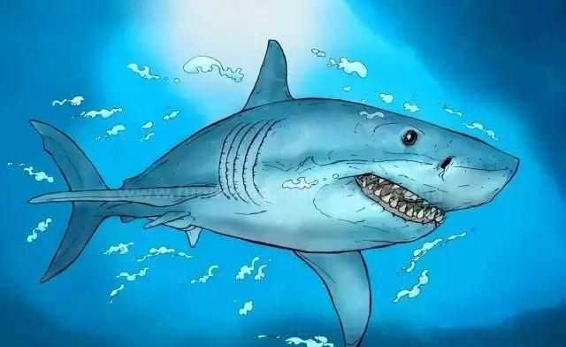 鯊魚(yú)是魚(yú)是靠什么呼吸的