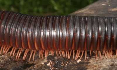 家里有很多馬陸怎么消滅