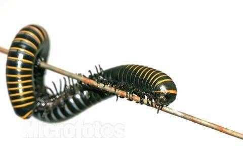 馬陸蟲(chóng)的天敵是什么,馬陸蟲(chóng)的克星是什么圖4