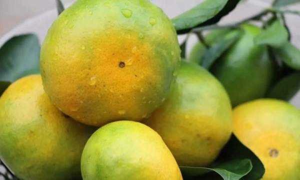 橘子怎么放熟,桔子摘下來(lái)很青怎么變熟了圖2