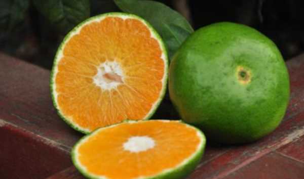 橘子怎么放熟,桔子摘下來(lái)很青怎么變熟了圖3