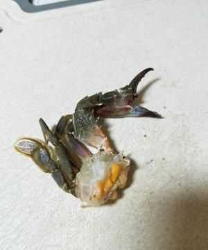 醬蟹怎么腌制方法,醬螃蟹的制作方法視頻圖3