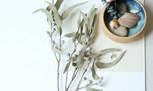 尤加利果剛買(mǎi)回來(lái)怎么處理