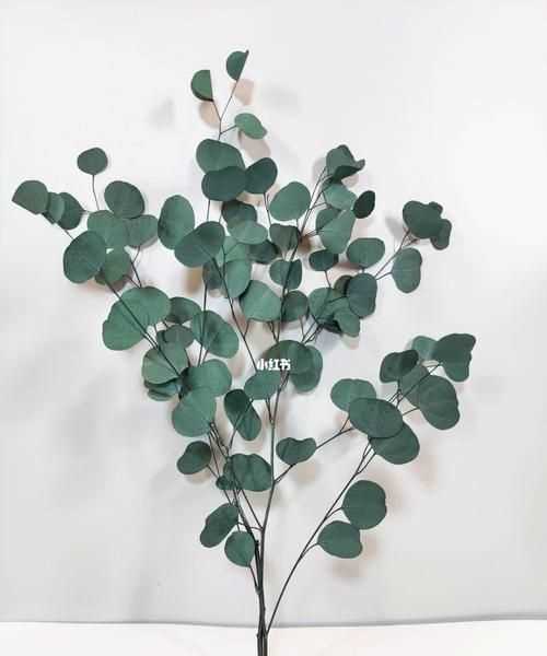 尤加利果怎么會(huì )炸開(kāi)