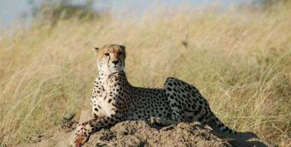 非洲大草原有哪些動(dòng)物,非洲大草原上有哪些動(dòng)物圖7