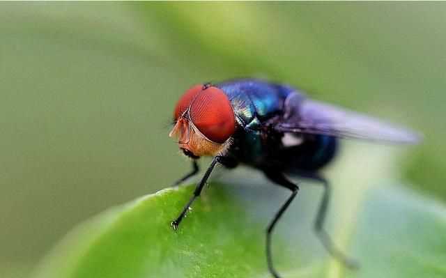 蒼蠅通過(guò)什么分辨氣味，蒼蠅討厭什么樣的花香？圖1