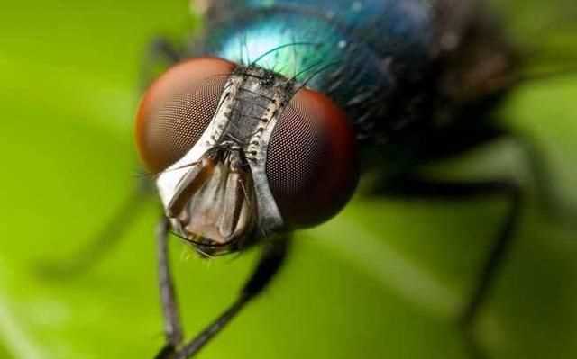 蒼蠅通過(guò)什么分辨氣味，蒼蠅討厭什么樣的花香？圖2