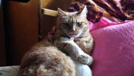 冬天有什么動(dòng)物不出來(lái)活動(dòng)的