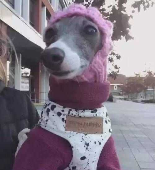 什么動(dòng)物冬天不敢出門(mén)打一生肖