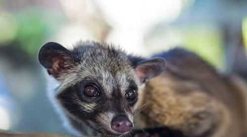 什么動(dòng)物冬天不敢出門(mén)打一生肖