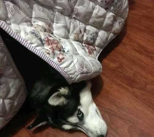 什么動(dòng)物冬天不敢出門(mén)打一生肖