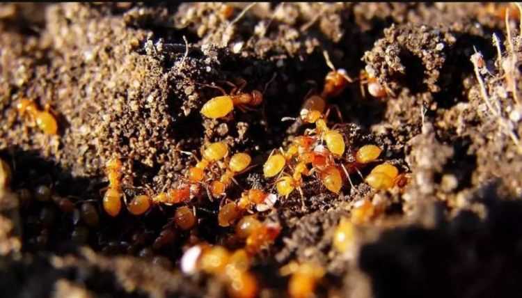 螞蟻怕什么味道